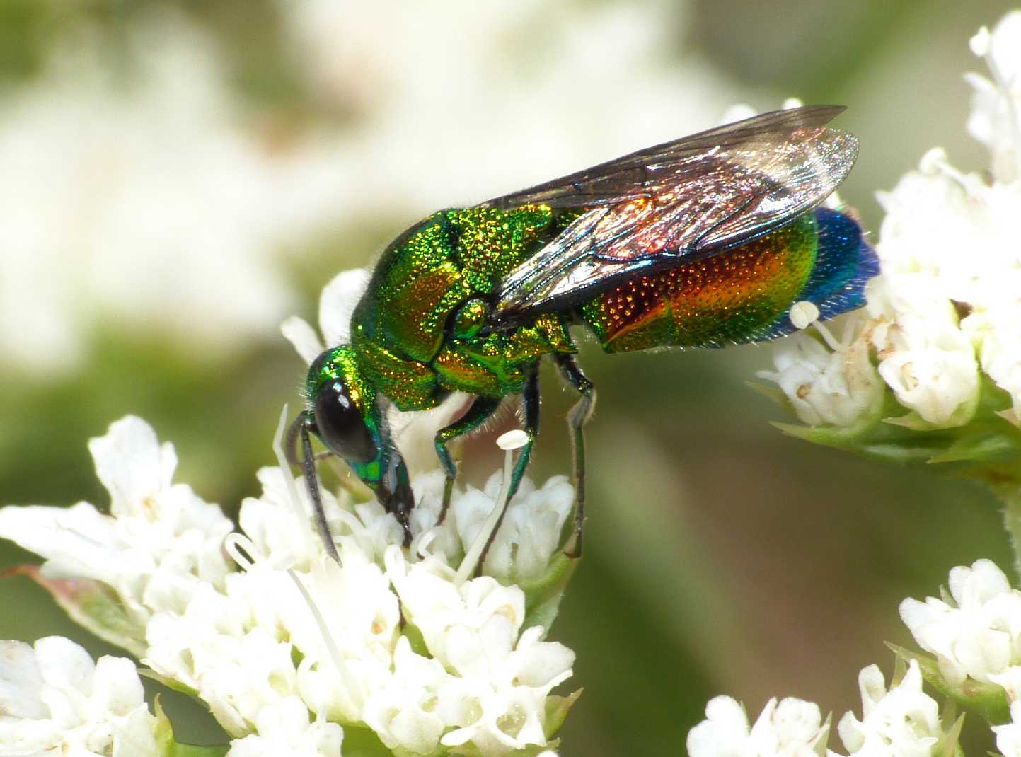 Grosso Chrysididae variopinto (Stilbum cianurum?)